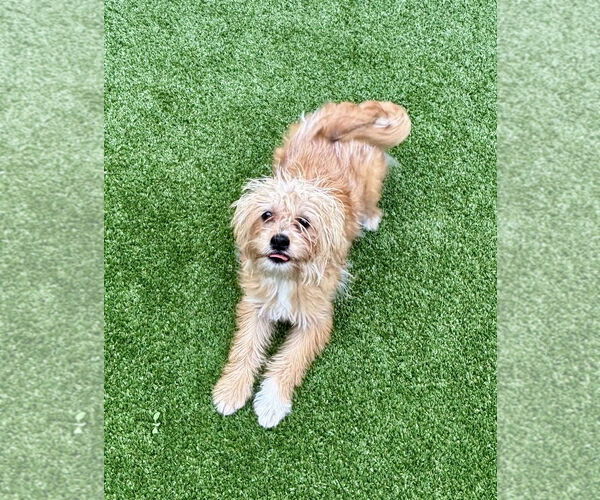 Medium Photo #3 Mutt Puppy For Sale in Salinas, CA, USA