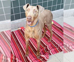 Doberman Pinscher Dogs for adoption in Rancho Cucamonga, CA, USA