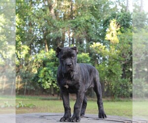 Cane Corso Puppy for sale in MELROSE, FL, USA