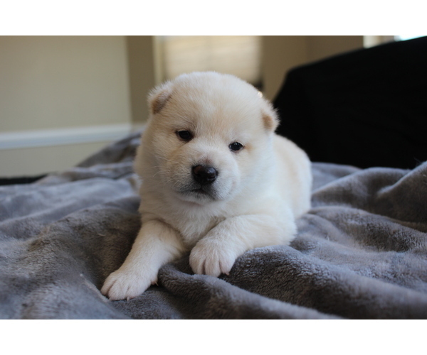 Medium Photo #22 Shiba Inu Puppy For Sale in VIRGINIA BCH, VA, USA