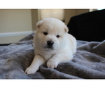 Small Photo #22 Shiba Inu Puppy For Sale in VIRGINIA BCH, VA, USA
