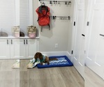 Small Photo #1 Cavalier King Charles Spaniel Puppy For Sale in LOGANVILLE, GA, USA