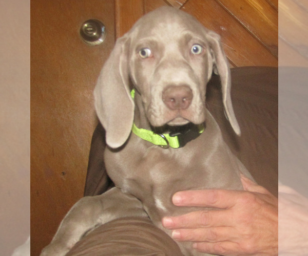 Medium Photo #37 Weimaraner Puppy For Sale in LAS ANIMAS, CO, USA