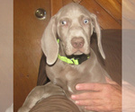 Small #5 Weimaraner