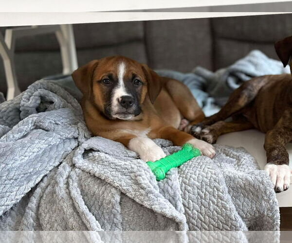 Medium Photo #1 Boxer-Unknown Mix Puppy For Sale in pomfret, CT, USA