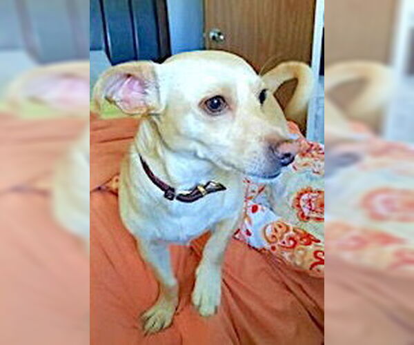 Medium Photo #1 Chihuahua-Unknown Mix Puppy For Sale in Mount Airy, NC, USA