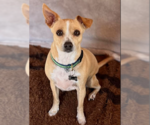 Small #1 Chihuahua Mix