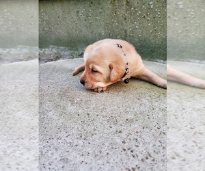 Labrador Retriever Puppy for sale in SABETHA, KS, USA