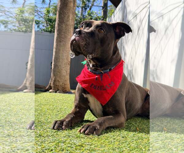 Medium Photo #4 Mutt Puppy For Sale in Pompano Beach , FL, USA