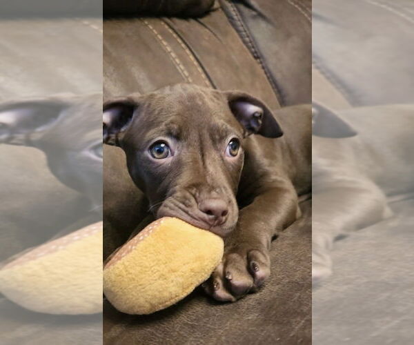 Medium Photo #3 Mutt Puppy For Sale in Mooresville, NC, USA