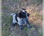 Small Photo #38 Australian Cattle Dog Puppy For Sale in SYLMAR, CA, USA