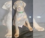Small #15 Doberman Pinscher
