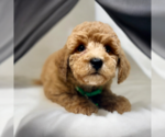 Small #4 ShihPoo