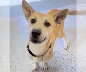 German Shepherd Dog-Unknown Mix Dogs for adoption in Houston, TX, USA