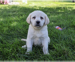 Small #3 Labrador Retriever