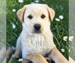 Small #1 Labrador Retriever Mix