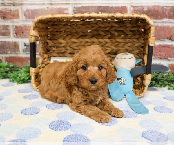 Medium Photo #10 Cavapoo (Miniature) Puppy For Sale in SYRACUSE, IN, USA