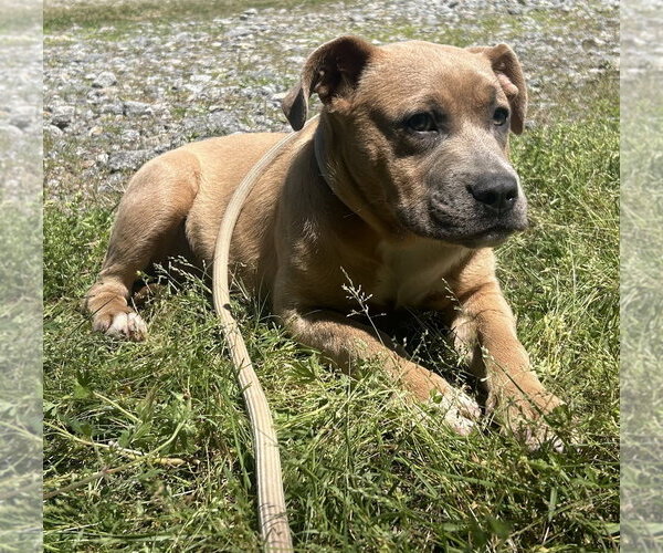 Medium Photo #2 Labrador Retriever-Unknown Mix Puppy For Sale in Wetumpka, AL, USA