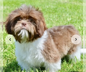 Mother of the Zuchon puppies born on 12/30/2024