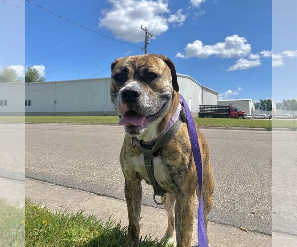 Medium Photo #9 American Bulldog Puppy For Sale in Fargo, ND, USA