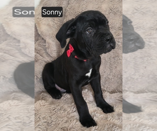 Medium Photo #8 Cane Corso Puppy For Sale in MINERAL WELLS, WV, USA