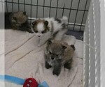 Small Photo #5 Pomeranian Puppy For Sale in MENIFEE, CA, USA