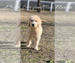 Goldendoodle Puppy for Sale in MARION, South Carolina USA