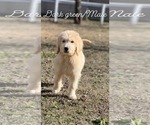 Small Photo #1 Goldendoodle Puppy For Sale in MARION, SC, USA