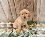 Small Photo #7 Golden Retriever Puppy For Sale in MERIDIAN, ID, USA