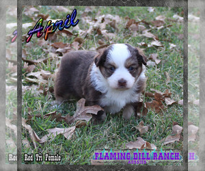 Miniature Australian Shepherd Puppy for sale in FORESTBURG, TX, USA