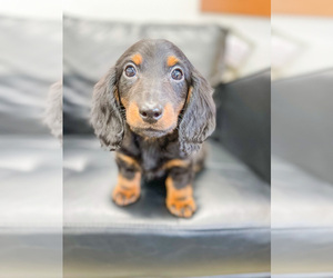 Dachshund Puppy for sale in MILLERSBURG, OH, USA