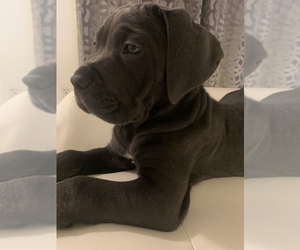 Cane Corso Puppy for sale in MIAMI, FL, USA