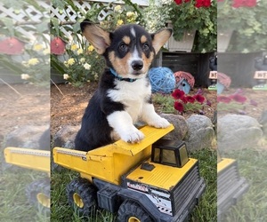 Pembroke Welsh Corgi Puppy for sale in MIDDLEBURY, IN, USA