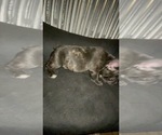 Small Photo #46 French Bulldog Puppy For Sale in NEWARK, NJ, USA