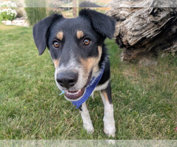 Medium Photo #2 Mutt Puppy For Sale in Sandy, UT, USA