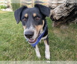 Small #1 Mutt
