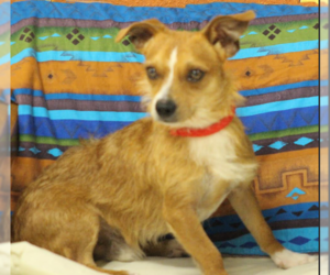 Mutt Dogs for adoption in Cranston, RI, USA