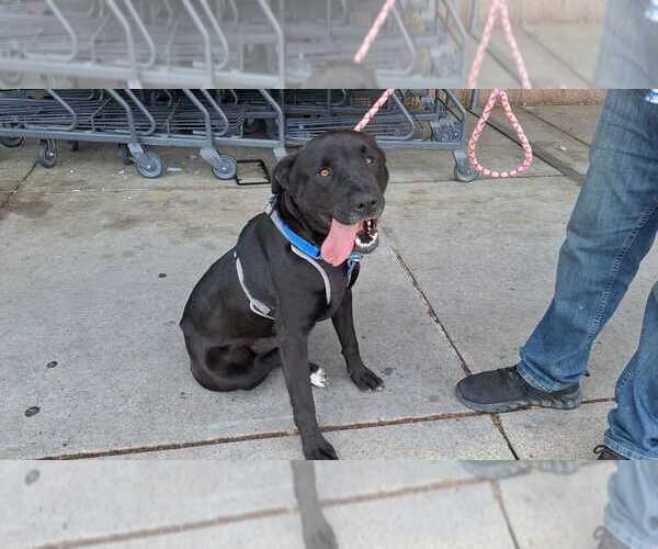Medium Photo #11 Labrador Retriever-Unknown Mix Puppy For Sale in Bethesda, MD, USA