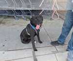 Small #10 Labrador Retriever Mix