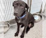 Small #2 Labrador Retriever Mix