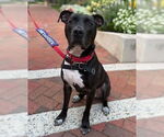 Small #3 Labrador Retriever Mix