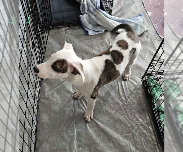 Medium Photo #3 American Pit Bull Terrier-Unknown Mix Puppy For Sale in Williamsburg, NM, USA