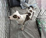 Small #2 American Pit Bull Terrier Mix