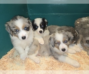 Australian Shepherd Puppy for sale in DUVALL, WA, USA