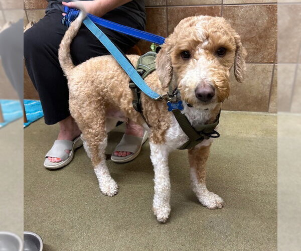 Medium Photo #2 English Shepherd-Poodle (Miniature) Mix Puppy For Sale in Stanhope, NJ, USA