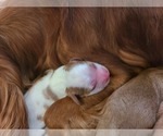 Small Photo #3 Cavalier King Charles Spaniel Puppy For Sale in DALLAS, OR, USA