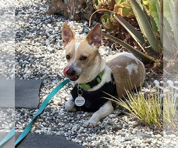 Medium Photo #2 Chihuahua-Unknown Mix Puppy For Sale in San Jose, CA, USA