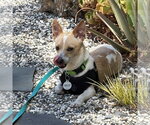 Small #1 Chihuahua Mix