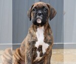 Small Photo #5 Boxer Puppy For Sale in SENECA, KS, USA