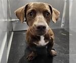 Small Dachshund Mix